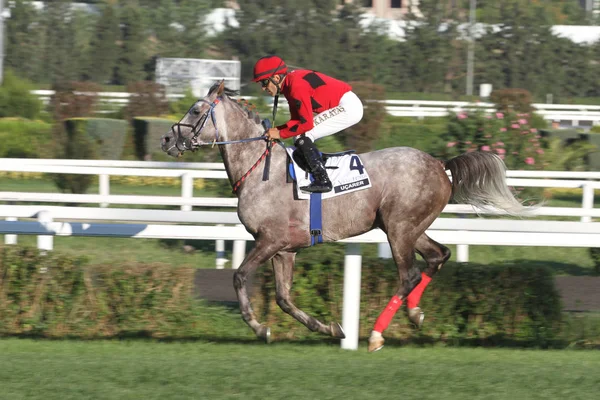 Longines nemzetközi Lóverseny fesztivál — Stock Fotó