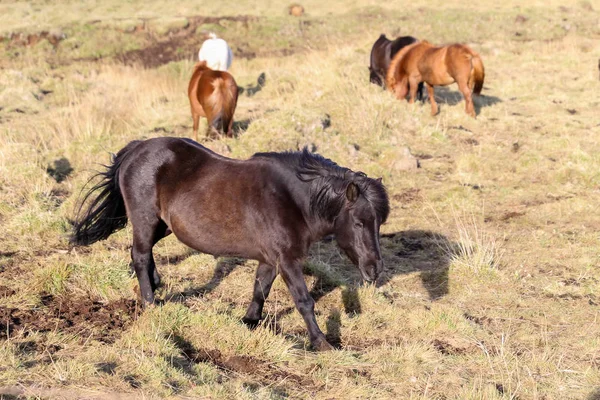 Islandshästar på en gräsplan — Stockfoto
