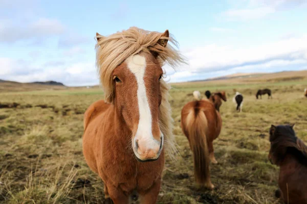 Islandshäst på en gräsplan — Stockfoto