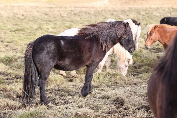 Islandshästar på en gräsplan — Stockfoto