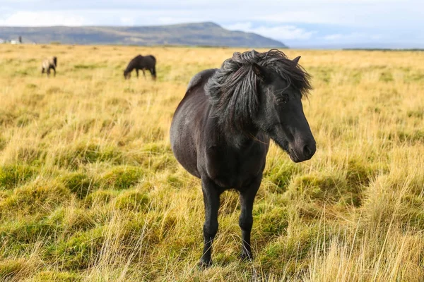 Islandshäst på en gräsplan — Stockfoto