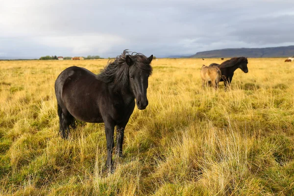 Islandshäst på en gräsplan — Stockfoto