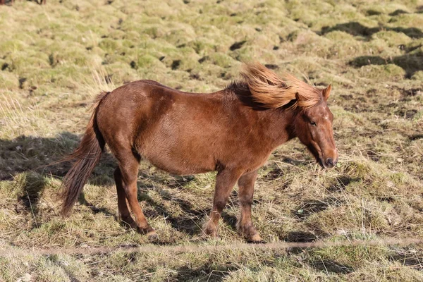 Islandshäst på en gräsplan — Stockfoto