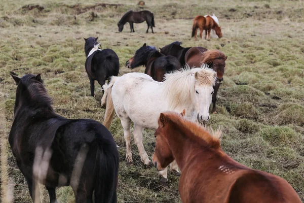 Islandshästar på en gräsplan — Stockfoto