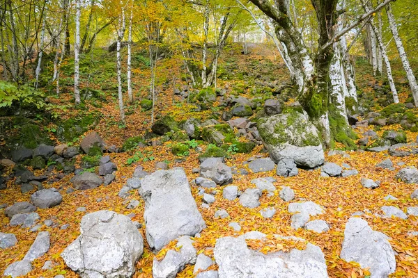 Bos in Yedigoller Nationaal Park, Turkije — Stockfoto
