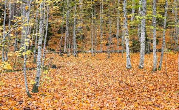 Forêt dans le parc national du Yedigoller, Turquie — Photo