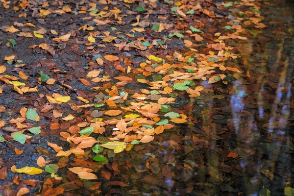 湖面に紅葉 — ストック写真