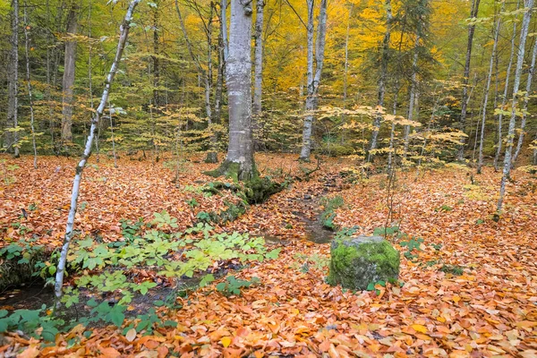 Uap di Taman Nasional Yedigoller, Turki — Stok Foto