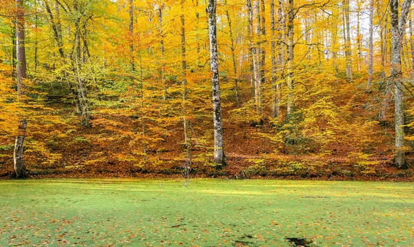 Sazli Lake in Yedigoller Nationaal Park, Turkije — Stockfoto