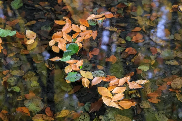 湖面に紅葉 — ストック写真