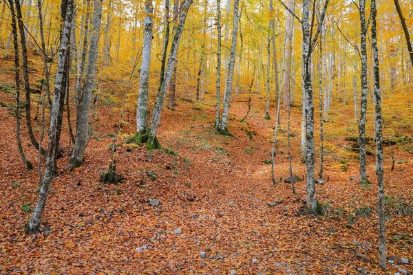 Forêt dans le parc national du Yedigoller, Turquie — Photo