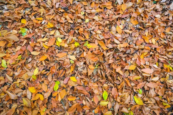 Laub fällt auf den Boden — Stockfoto