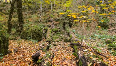 Yedigoller Milli Parkı, Türkiye'de orman