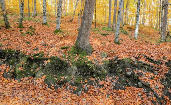 Skog i Yedigoller National Park, Turkiet — Stockfoto