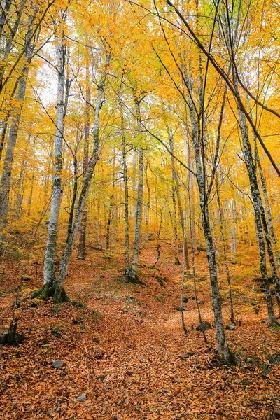 Δάσος στο Yedigoller εθνικό πάρκο, Τουρκία — Φωτογραφία Αρχείου