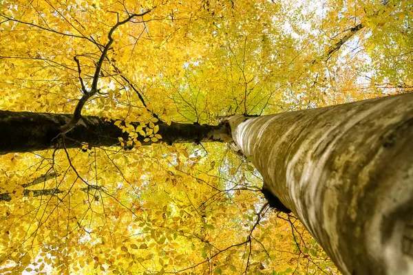 Wald im yedigoller Nationalpark, Türkei — Stockfoto