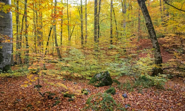 Bos in Yedigoller Nationaal Park, Turkije — Stockfoto