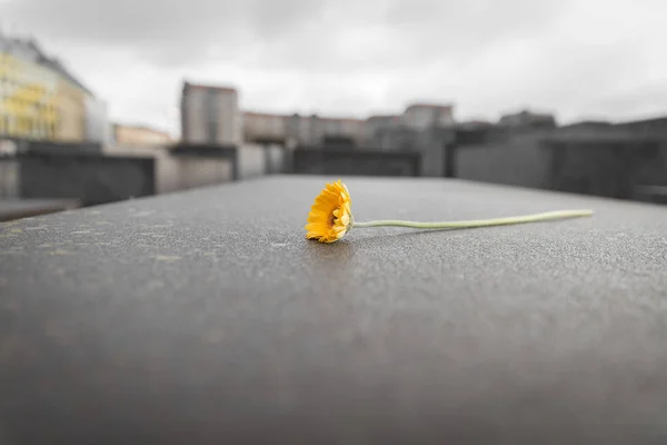 Kwiat w Pomnik Pomordowanych Żydów Europy w Berlinie, Ger — Zdjęcie stockowe