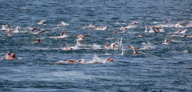 Samsung Boğazı Kıtasal Yüzme Yarışması 2019