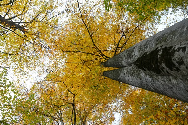 Δέντρο στο Εθνικό Πάρκο Yedigoller, Bolu, Τουρκία — Φωτογραφία Αρχείου