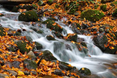 Şelale Yedigoller Milli Parkı'nda, Bolu, Türkiye