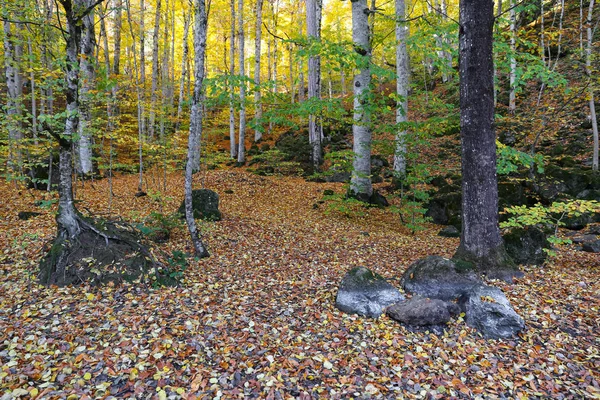 Forêt dans Yedigoller National Park, Bolu, Turquie — Photo
