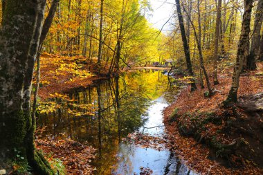 Sazlı göl Yedigoller Milli Parkı'nda, Bolu, Türkiye
