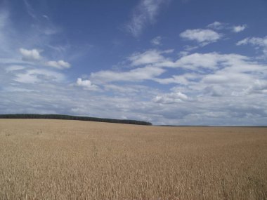 Rusya 'da tarla, mısır tarlası.