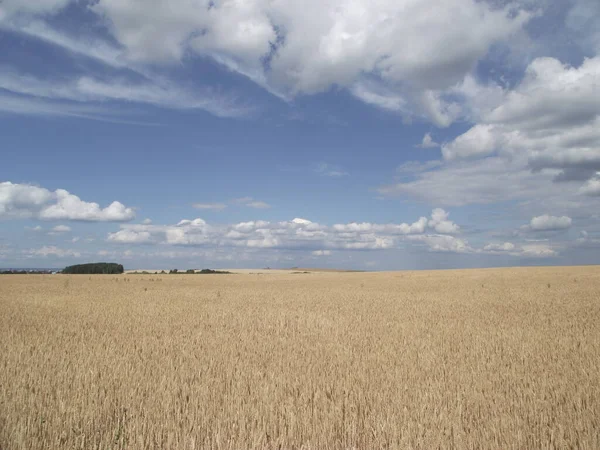 Campo Verão Com Colheita — Fotografia de Stock