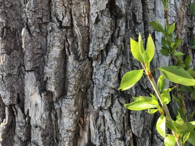 Ağaç kabuğundan bir arka planda filizlen