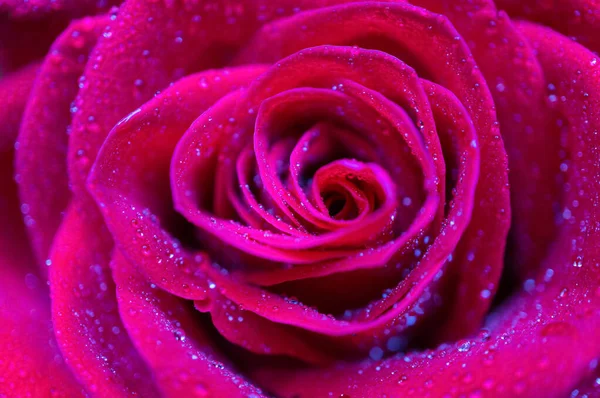 Superbe Rose Avec Des Gouttes Eau Gros Plan Mise Point — Photo
