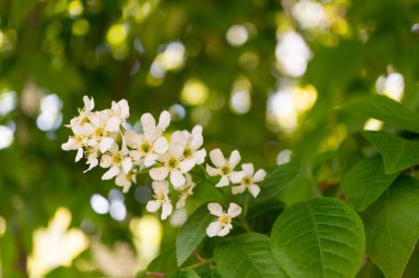 Yaprakların arka planında çiçek açan bir kuş vişnesi dalı. Prunus padus. Muhteşem parlak bir görüntü. Renkli fotoğraf