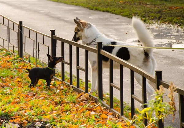 Een Kleine Zwarte Hond Een Grote Witte Hond Kijken Elkaar — Stockfoto