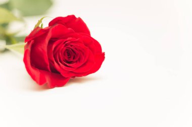 Beyaz arka planda kırmızı gül çiçeği. Tebrik kartı. Boşluğu kopyala