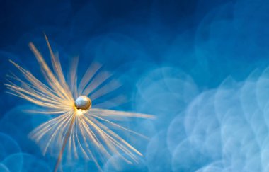 Karahindiba kabarıklığının üzerine parlak bir damla su. Soyut güzel mavi arka plan. Macro, yumuşak odaklan. Tebrik kartın için çok güzel..