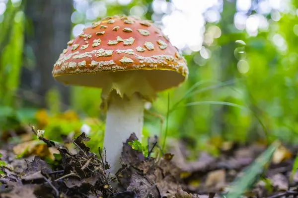 Fly Agaric Amanita Muscaria Autumn Forest Close Poisonous Hallucinogenic Mushroom — Stock Photo, Image