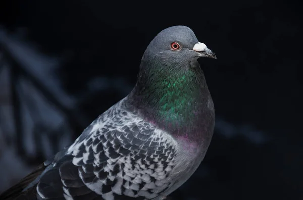 어두운 배경에 야생아름다운 비둘기가 근접하고 있습니다 얼룩무늬가 날개와 머리는 회색이며 — 스톡 사진