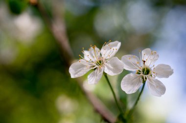 Geçmişi bulanık beyaz kiraz çiçekleri. Kiraz dalı. Makro. Yumuşak seçici odaklı yakın çekim. Bahar çiçeği konsepti. Saf doğanın inanılmaz sevimli sanatsal görüntüsü..