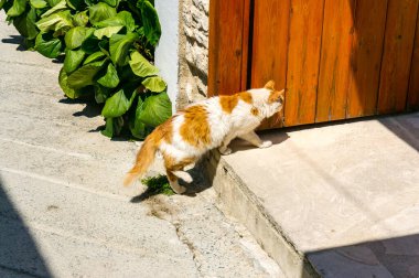 Kırmızı ve beyaz kedi, tatil köyündeki evin eşiğinde. Eve Dönüş.
