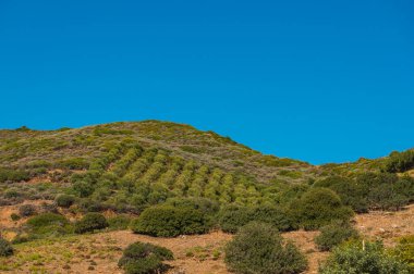 Dağın yamacında zeytin koruluğu.