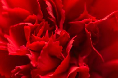 Kırmızı karanfil çiçeği yakın plan. Macro, yumuşak odaklan. Soyut çiçek arkaplanı