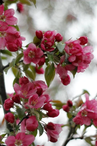 Blühender Zierapfelbaum — Stockfoto