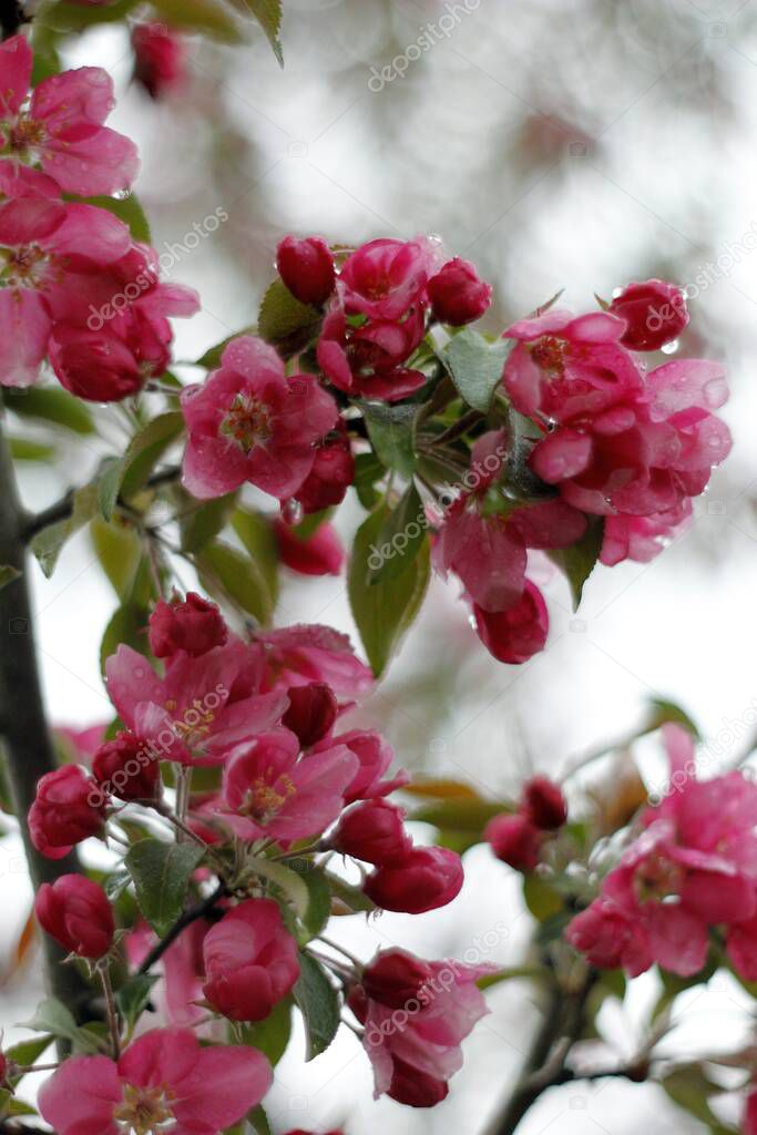 Flowering decorative apple tree