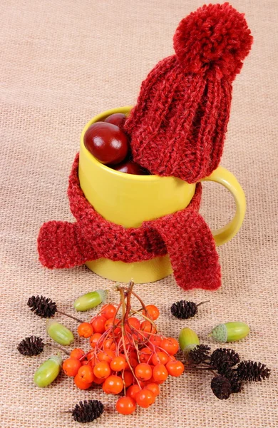 Decoração de outono com copo envolto cachecol e tampa de lã na serapilheira — Fotografia de Stock
