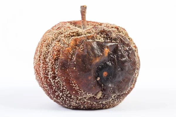 Closeup of old wrinkled moldy apple on white background — Stock Photo, Image