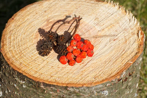Красный осенний рябь и ольховый конус на деревянном пне в саду — стоковое фото
