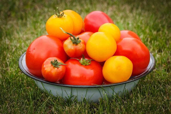 Tomatoes in metal bowl in garden on sunny day — Stock Photo, Image