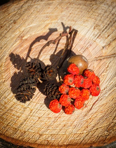 Rowan otoño rojo y cono de aliso en tocón de madera en el jardín —  Fotos de Stock