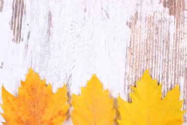 Ahşap arka plan üzerinde metin kopyalama yeri olan sarı sonbahar yaprakları