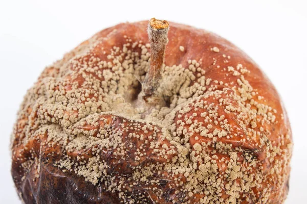 Closeup of old wrinkled moldy apple on white background — Stock Photo, Image